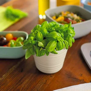 Macetero para Hierbas Tierra Single Plant